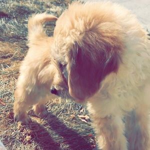 Meet your Posher, Reese